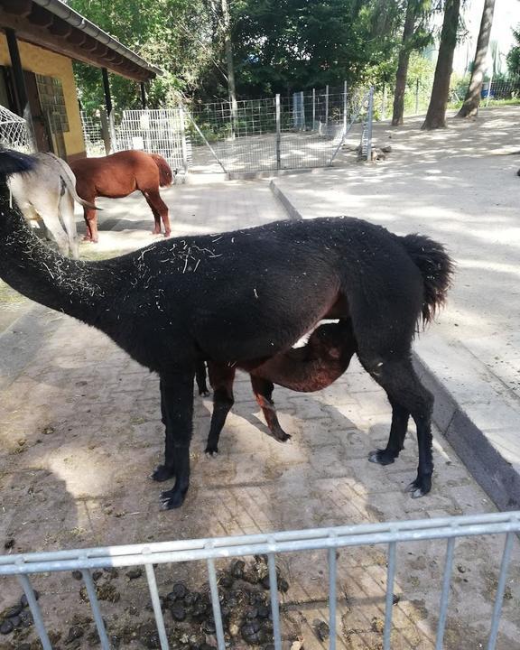 Tierpark Fauna